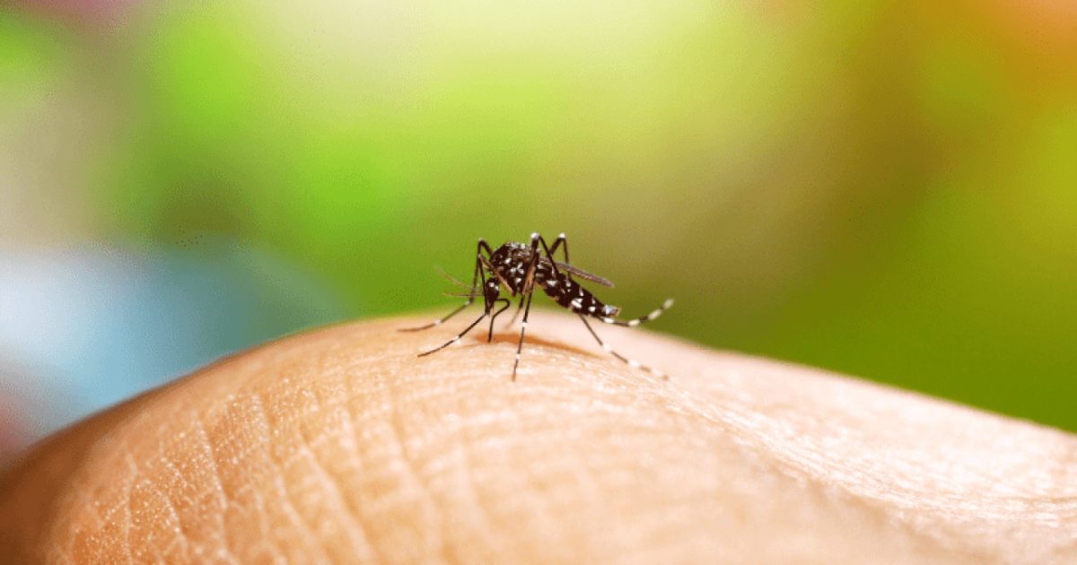 Sábado: prefeitura convoca população para o Dia D Nacional de Mobilização contra a Dengue