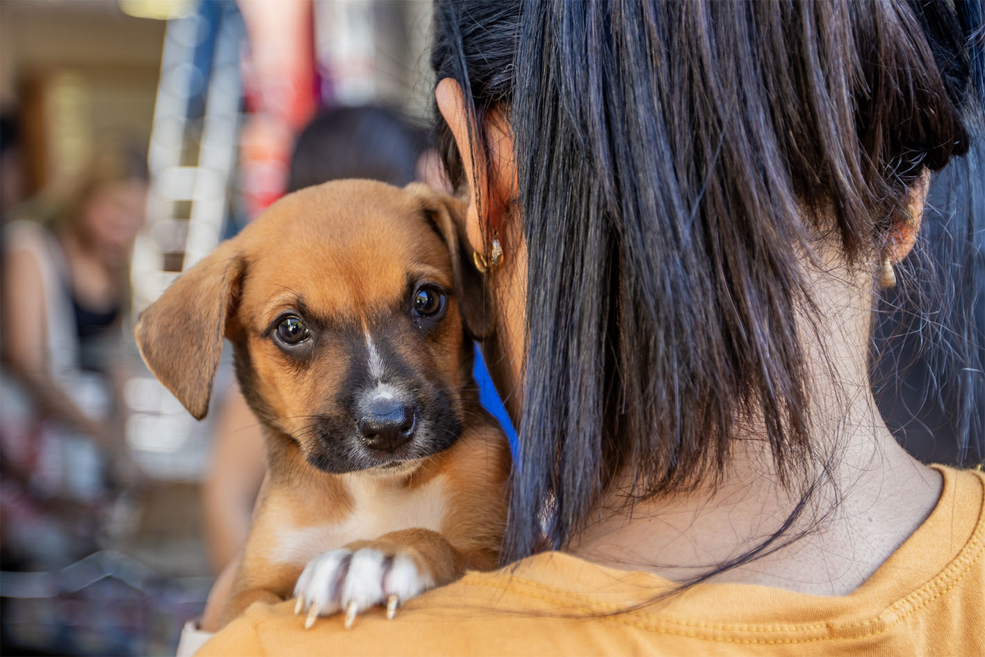 Feira de Adoção de Animais será realizada neste sábado