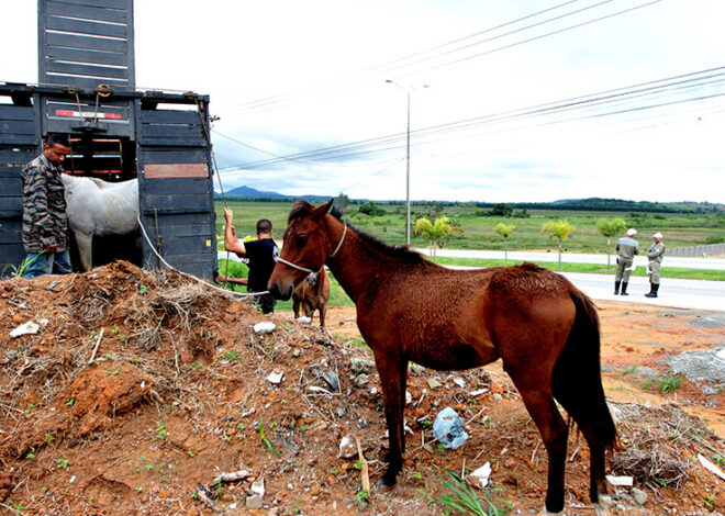 Prefeitura de Macaé abre cadastro para adoção de cavalos e animais de grande porte resgatados