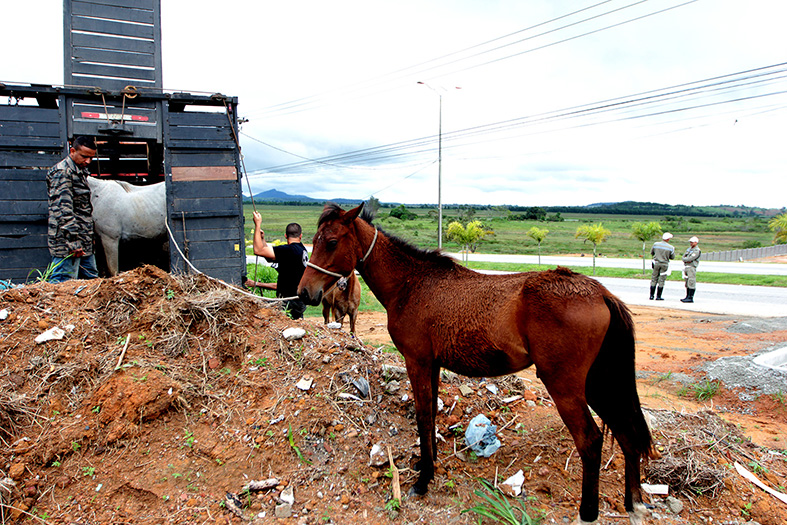 Prefeitura de Macaé abre cadastro para adoção de cavalos e animais de grande porte resgatados