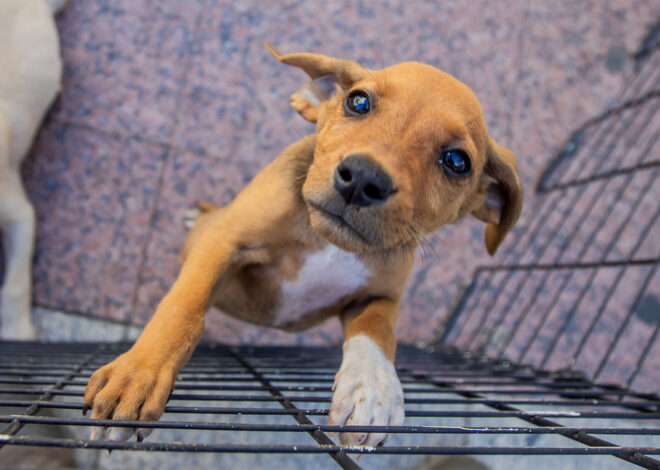 Feira de Adoção Animal acontece neste sábado no Shopping Plaza Macaé