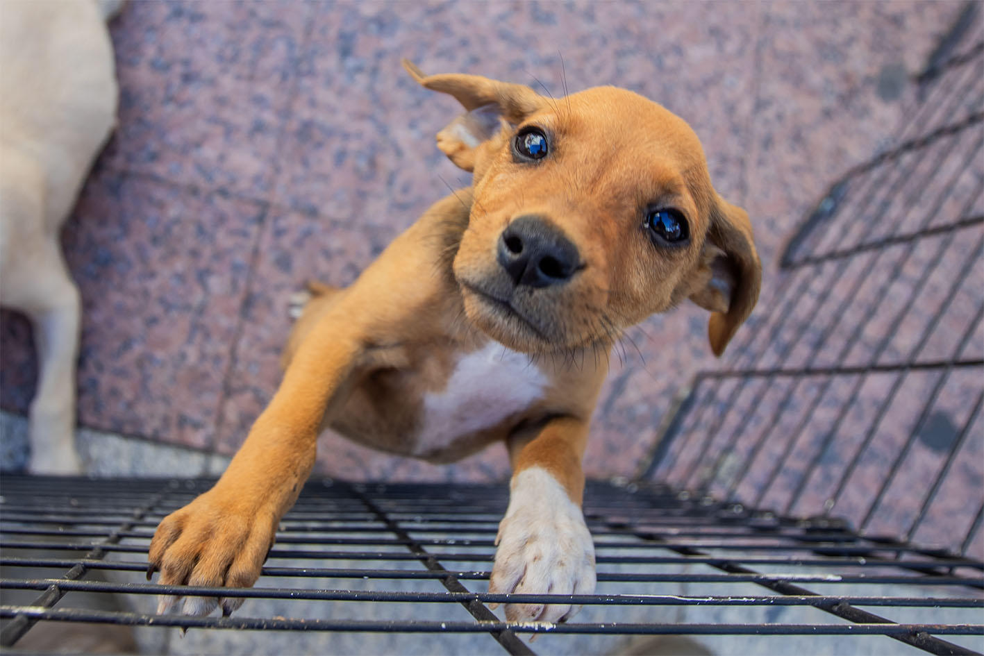 Feira de Adoção Animal acontece neste sábado no Shopping Plaza Macaé
