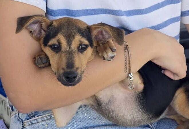 Castração gratuita em Macaé: saiba como agendar o procedimento para cães e gatos pelo WhatsApp