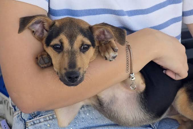 Castração gratuita em Macaé: saiba como agendar o procedimento para cães e gatos pelo WhatsApp
