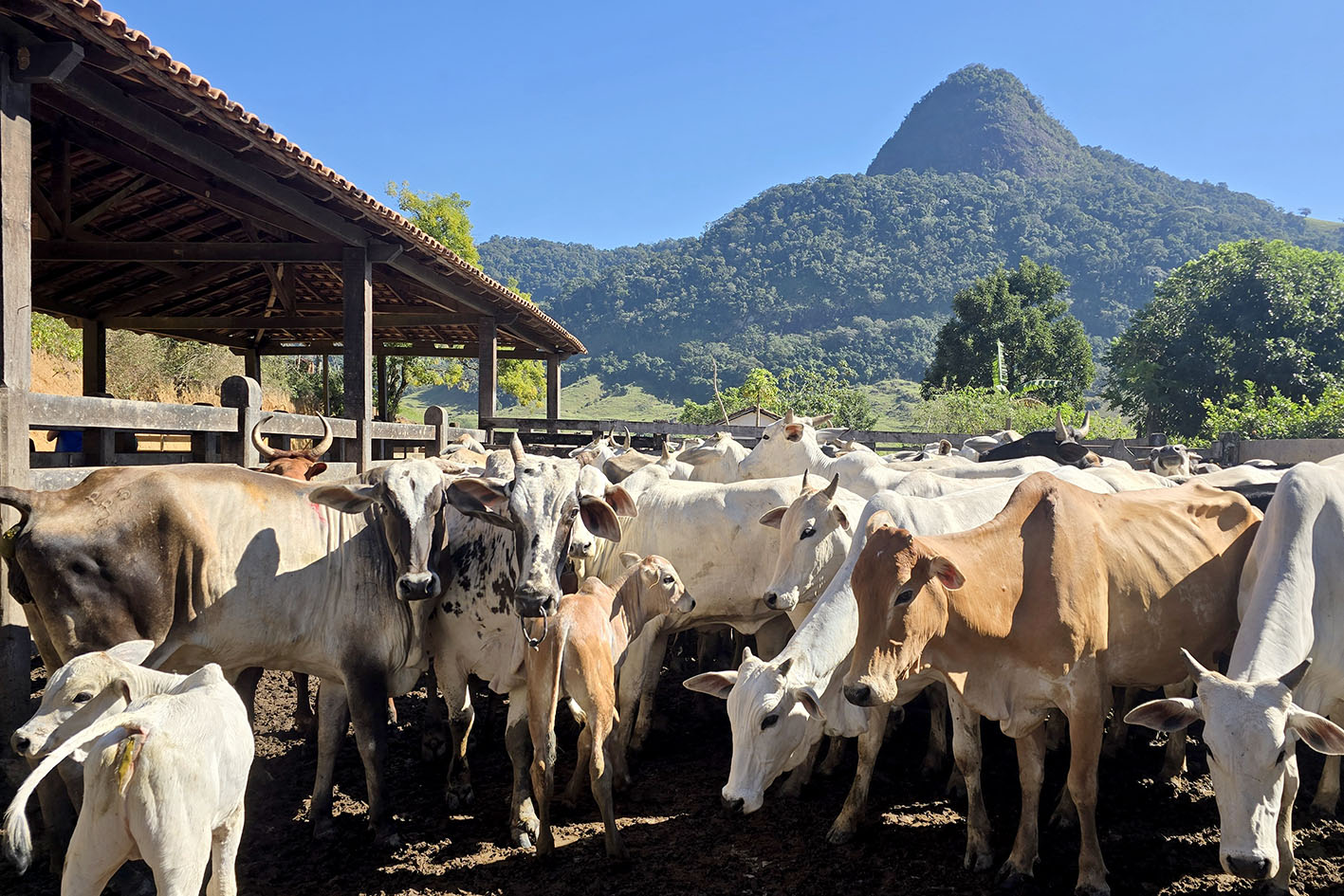 Programa Macaé Reproduza+ ultrapassa 6 mil vacas inseminadas e aposta em genética para aumentar produção no campo