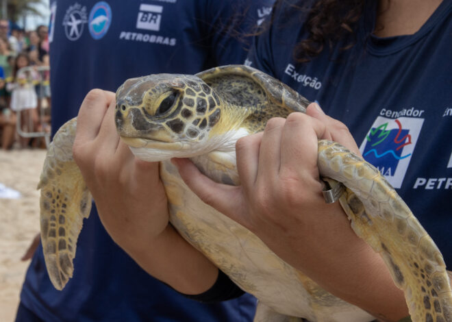 Tartaruga-verde será devolvida ao mar nesta quarta-feira em Macaé
