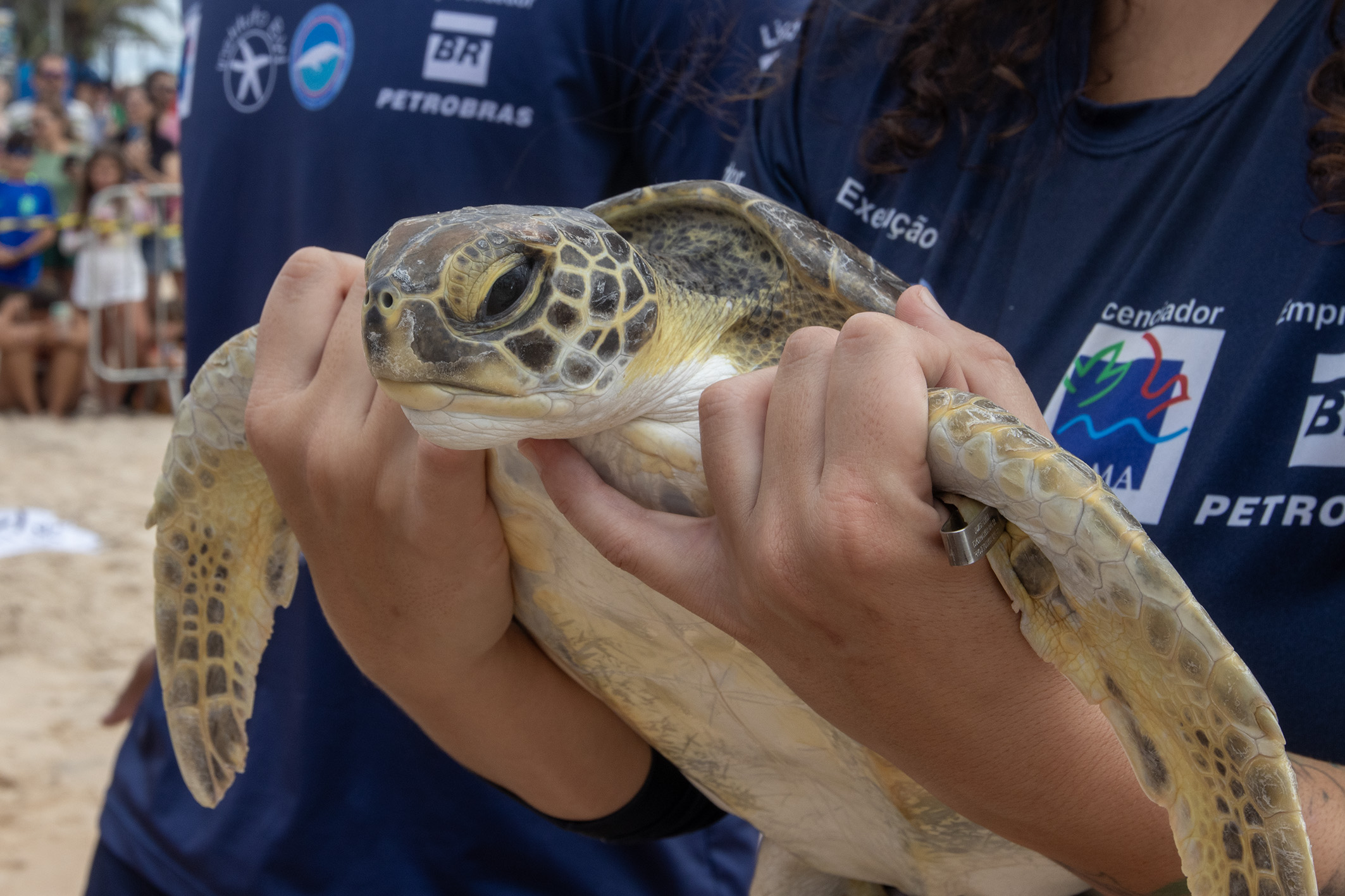 Tartaruga-verde será devolvida ao mar nesta quarta-feira em Macaé