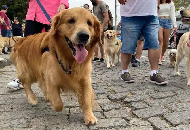 Cãominhada reúne pets e tutores neste sábado em Macaé