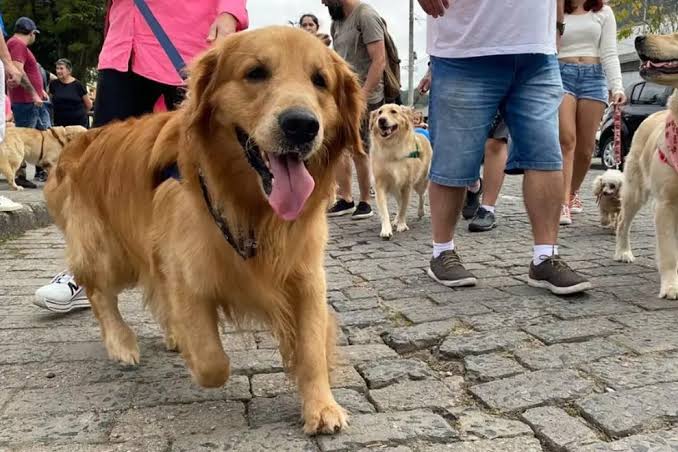 Cãominhada reúne pets e tutores neste sábado em Macaé